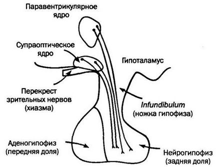 хипофизната жлеза на мозъка, че е