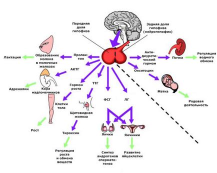хипофизната жлеза на мозъка, че е