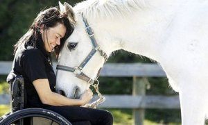 Информация за коне и тяхното третиране
