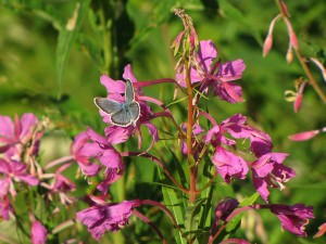 Колко полезна fireweed