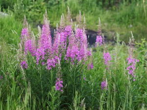 Колко полезна fireweed