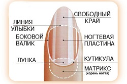 Бързо изграждане на нокти у дома