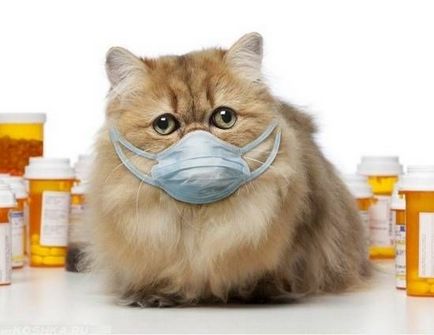 Как за лечение на котка хрема