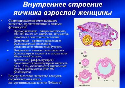 яйчниковите хормони