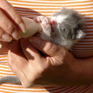 Котенца обичат да доведе до Котенца обичат да доведе до