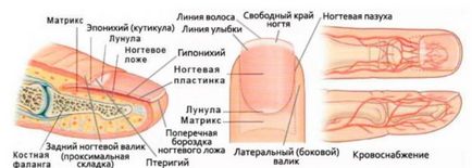 Както увеличаване гел нокти