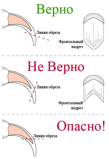 Отрязаното нокти при котките