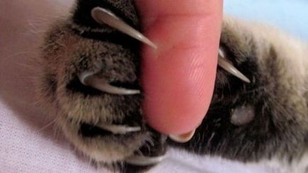 Отрязаното нокти при котките