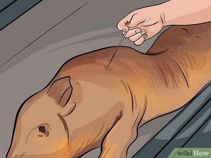 Как да направите прасе