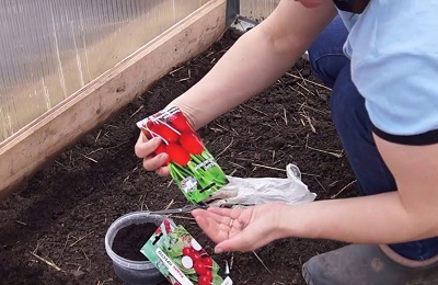 Как да засадим репички