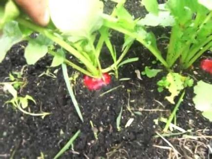 Как да засадим репички