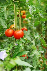 Как да засадят домати