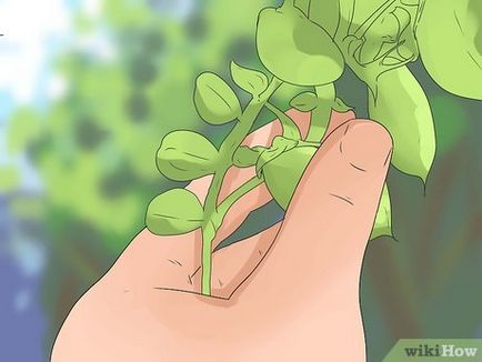 Как да расте нахут