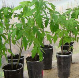 Как да расте разсад от домати