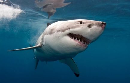 Shark мечта книга какво Shark мечта книга какво
