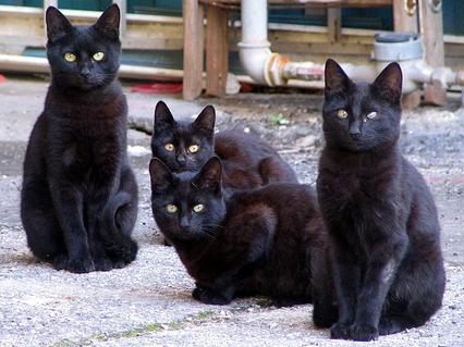 Две черни котки