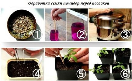 Как да засадят домати