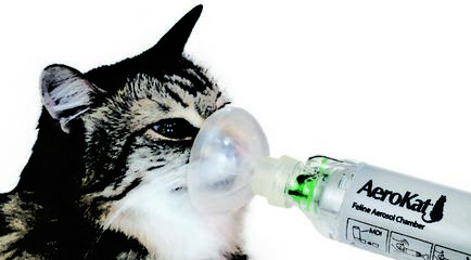 Какво е с котката, ако тя е в застой Какво е с котката, ако тя е в застой