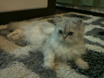 Дайте котката в приют Дайте котката в приют
