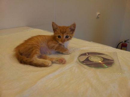 Дайте котката в приют Дайте котката в приют