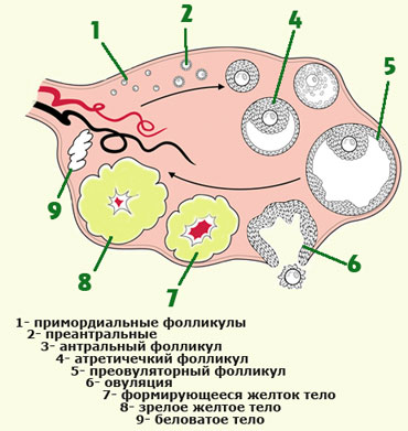 Лимфоцити при деца, които са