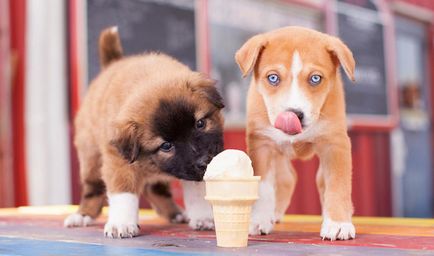 Куче със сладолед