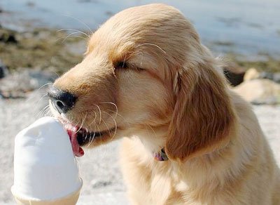 Куче със сладолед