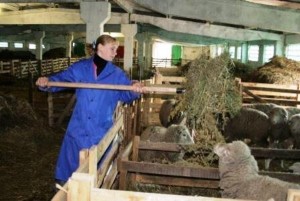 Подаването на овце