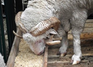 Подаването на овце