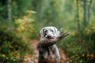 Ловни породи кучета