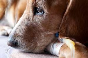 Симптомите на пироплазмозата при кучета