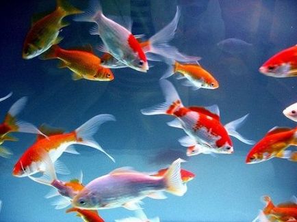 Защо рибата умира в аквариума