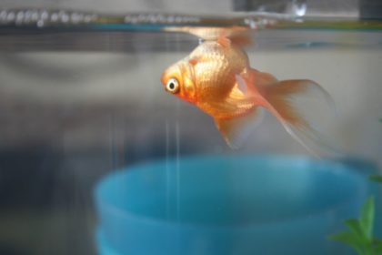 Защо рибата умира в аквариума