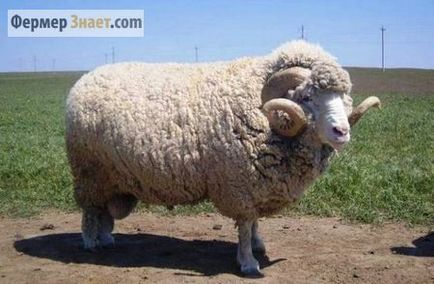 голяма овца