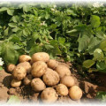 Как да съхранявате картофи