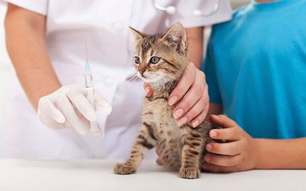 Когато за ваксиниране на котката ви