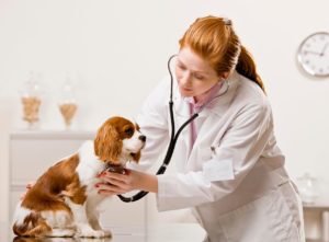 Как ваксинации за кученца