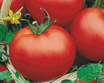 Ultrarannie домати