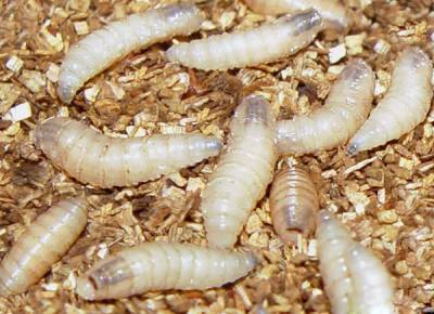Как да се размножават червеи у дома