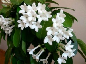 грижа Stephanotis у дома