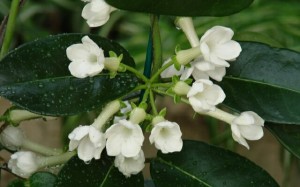 грижа Stephanotis у дома