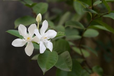 грижа Stephanotis у дома