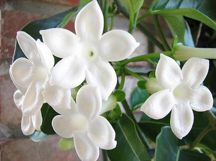 грижа Stephanotis у дома