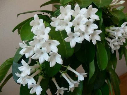 грижа Stephanotis у дома