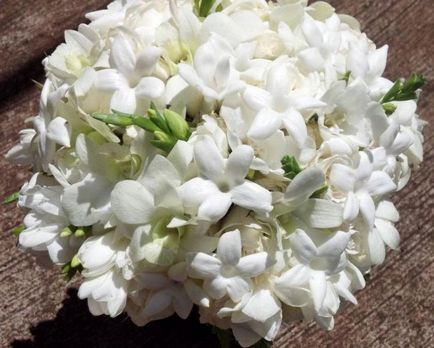 грижа Stephanotis у дома