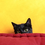 Две черни котки Две черни котки