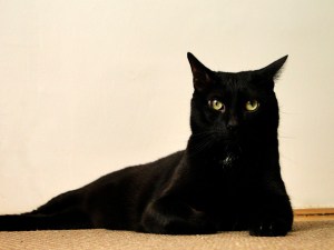 Две черни котки Две черни котки