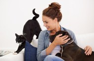 Две черни котки Две черни котки