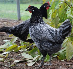 Яйца порода пилета характеристики и показатели за производителност