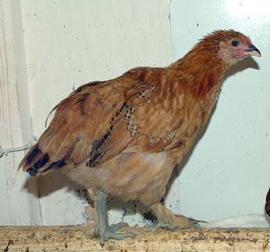 Повечето снасят пилета порода